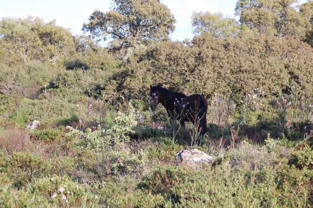 Giara, Cavallino nella vegetazione