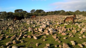 Cavallini della Giara al pascolo presso Pauli Maiori