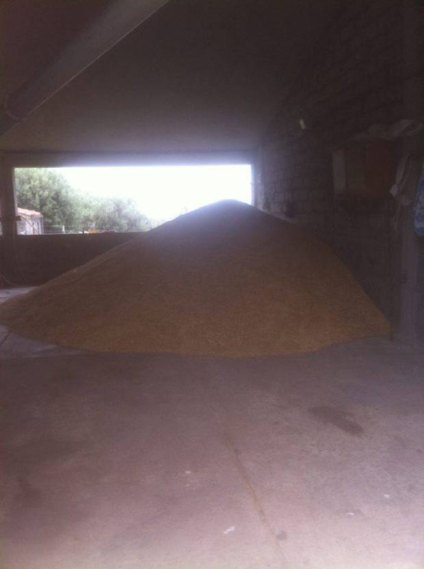 avena per i Cavallini della Giara